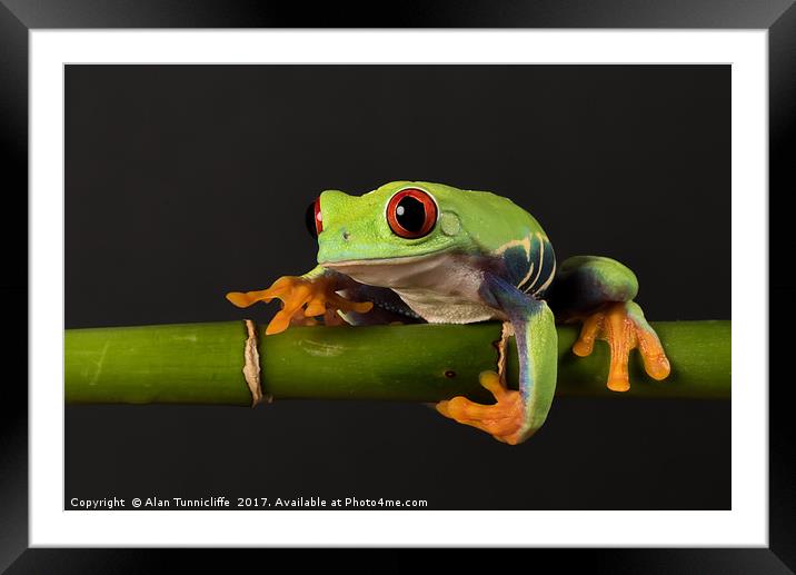 Red-eyed tree frog Framed Mounted Print by Alan Tunnicliffe