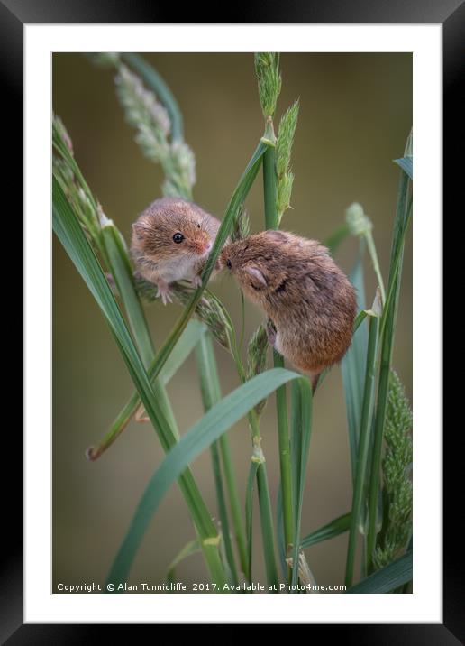 Harvest mice playing Framed Mounted Print by Alan Tunnicliffe
