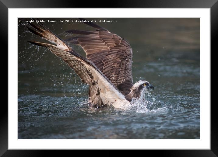 The dive Framed Mounted Print by Alan Tunnicliffe