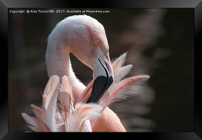 Chilean flamingo Framed Print by Alan Tunnicliffe