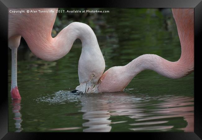 Feeding flamingos Framed Print by Alan Tunnicliffe