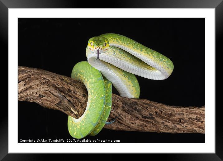 Green tree python Framed Mounted Print by Alan Tunnicliffe