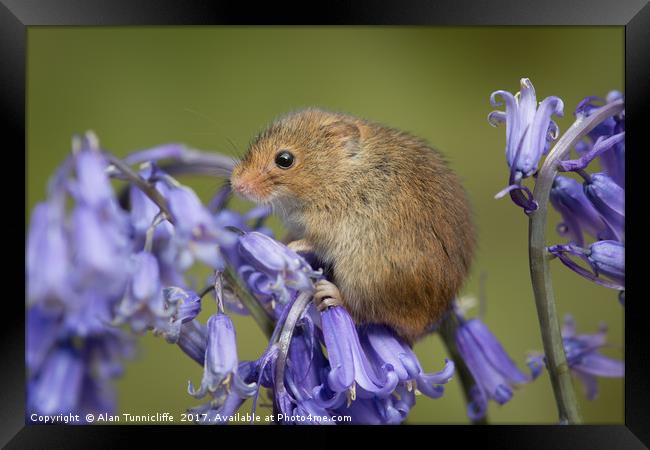 Harvest mouse Framed Print by Alan Tunnicliffe