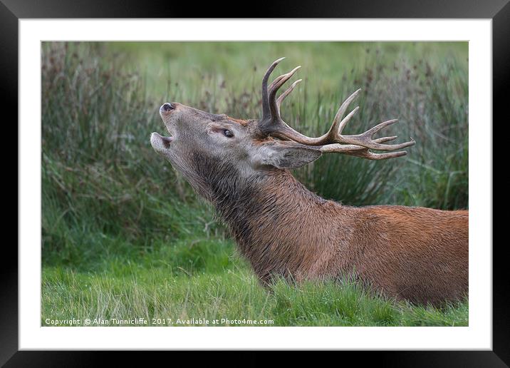 Red deer stag Framed Mounted Print by Alan Tunnicliffe