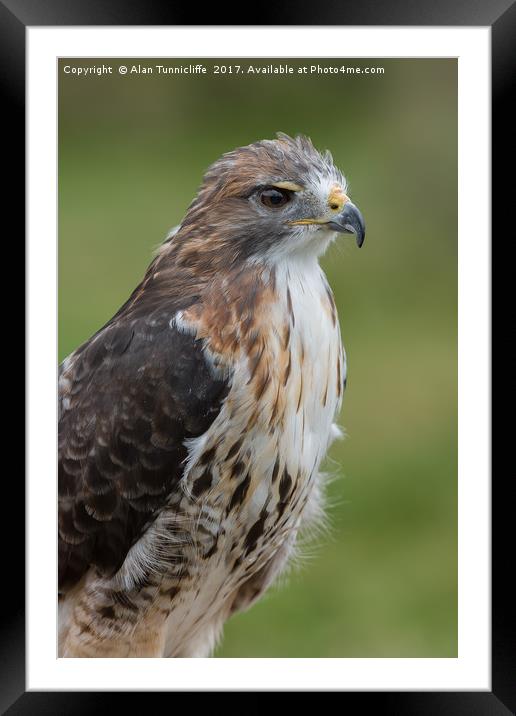 Red tailed hawk Framed Mounted Print by Alan Tunnicliffe