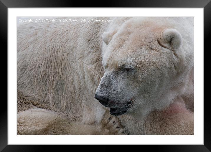 Majestic Polar Bear Framed Mounted Print by Alan Tunnicliffe