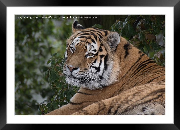 Amur tiger Framed Mounted Print by Alan Tunnicliffe