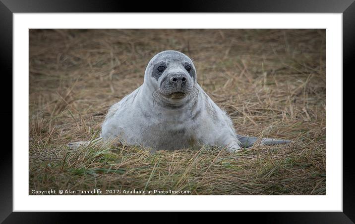 Grey seal pup Framed Mounted Print by Alan Tunnicliffe