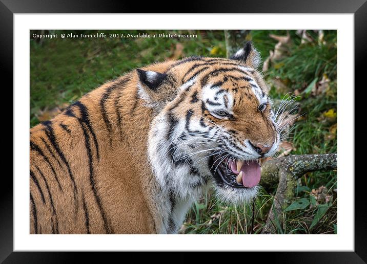 Smiling tiger Framed Mounted Print by Alan Tunnicliffe