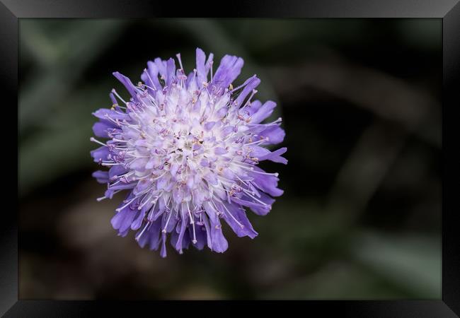 devil's bit scabious Framed Print by Alan Tunnicliffe