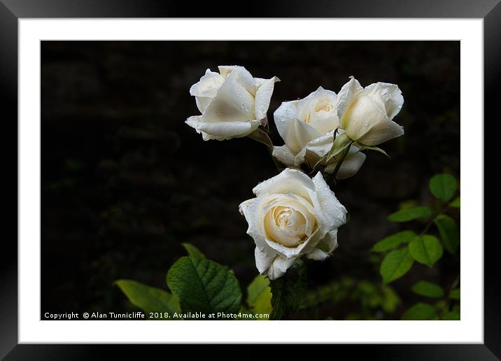 white roses Framed Mounted Print by Alan Tunnicliffe