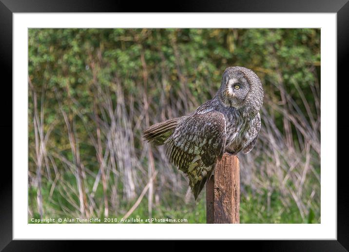 Great grey owl Framed Mounted Print by Alan Tunnicliffe