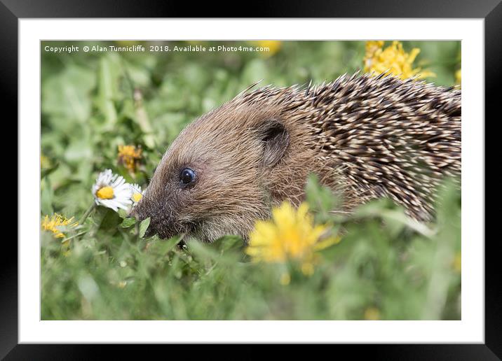 Nosey hedgehog Framed Mounted Print by Alan Tunnicliffe