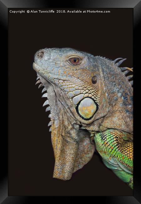 Close up of an iguana Framed Print by Alan Tunnicliffe
