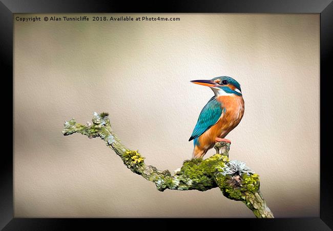 Kingfisher with oil painting effect Framed Print by Alan Tunnicliffe