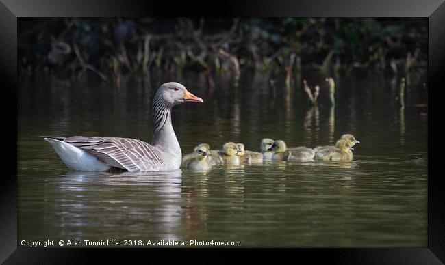 Mother goose and goslings Framed Print by Alan Tunnicliffe