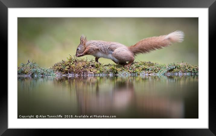 Red squirrel dancing Framed Mounted Print by Alan Tunnicliffe