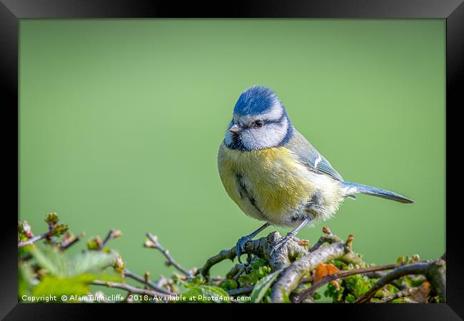 Portrait of a blue tit Framed Print by Alan Tunnicliffe