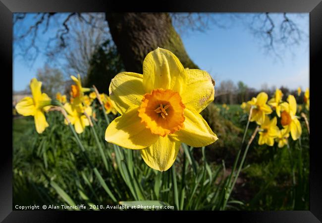 Daffodils in the sun Framed Print by Alan Tunnicliffe