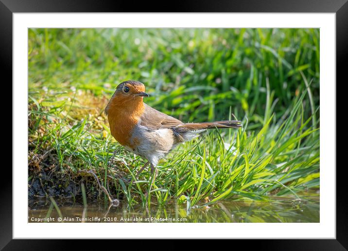 Portrait of a robin Framed Mounted Print by Alan Tunnicliffe