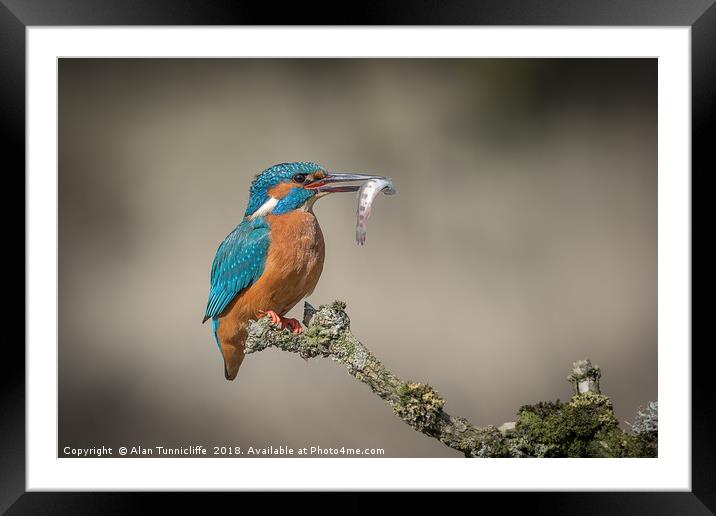 Kingfisher with catch Framed Mounted Print by Alan Tunnicliffe