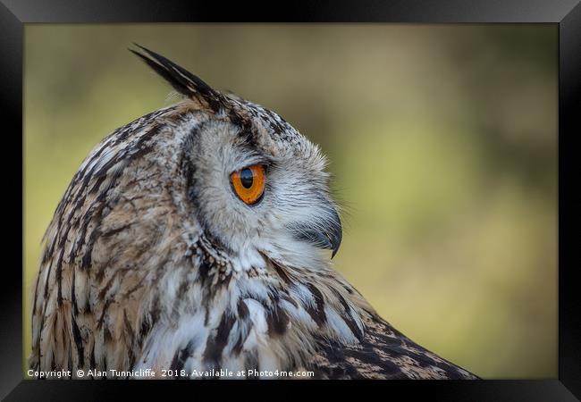 Eurasian eagle owl Framed Print by Alan Tunnicliffe