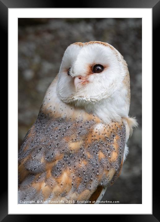 Barn owl Framed Mounted Print by Alan Tunnicliffe