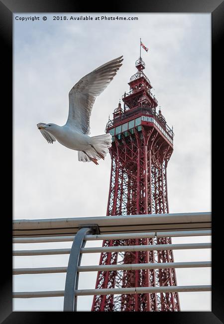 Seagull and Blackpool tower Framed Print by Alan Tunnicliffe