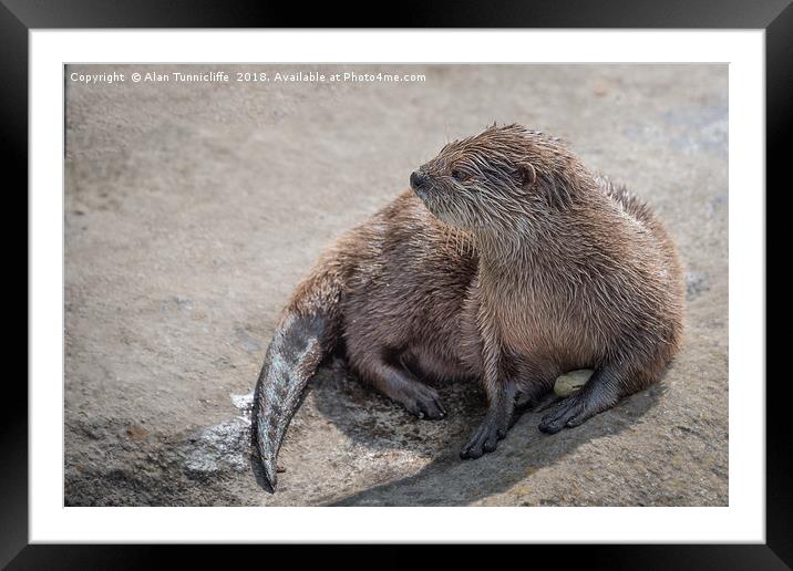 Asian short-clawed otter Framed Mounted Print by Alan Tunnicliffe