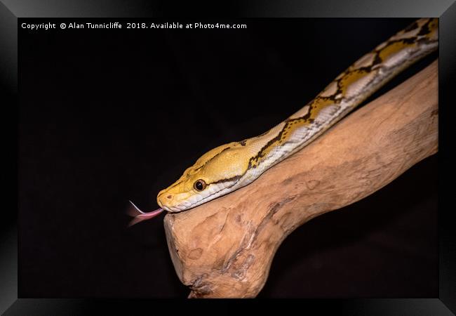 Orange glow reticulated python. (Python reticulatu Framed Print by Alan Tunnicliffe