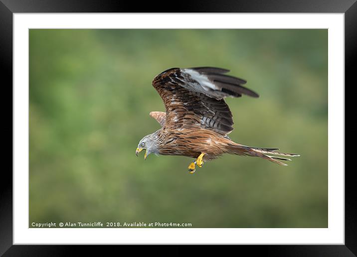 Red kite in flight Framed Mounted Print by Alan Tunnicliffe