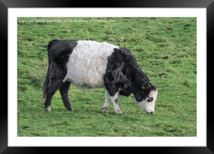 Belted Galloway Framed Mounted Print by Alan Tunnicliffe