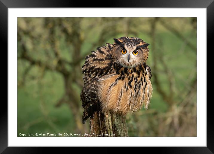 Eagle owl Framed Mounted Print by Alan Tunnicliffe