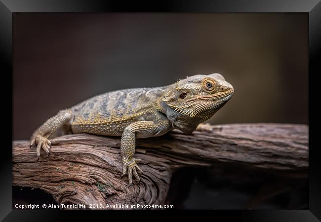 Bearded dragon Framed Print by Alan Tunnicliffe