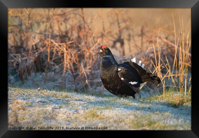 Black grouse Framed Print by Alan Tunnicliffe