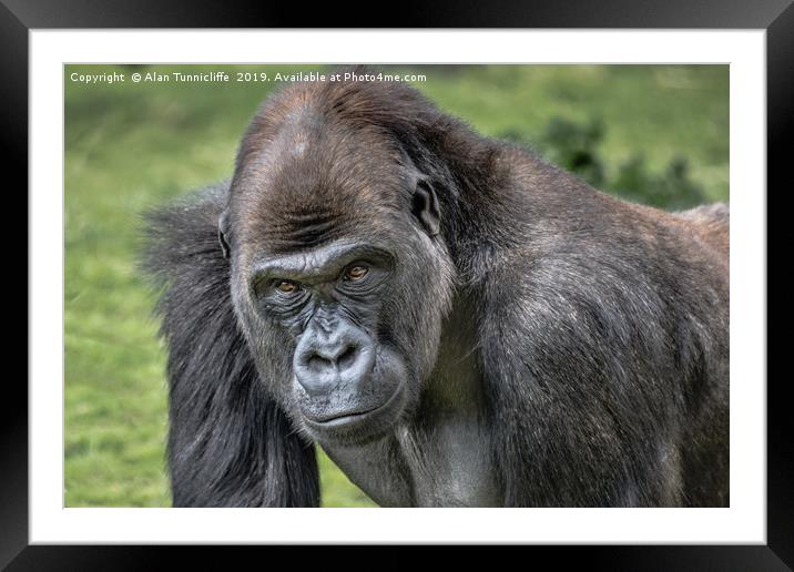 Silverback gorilla Framed Mounted Print by Alan Tunnicliffe