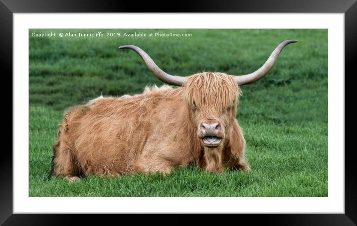 Highland cattle Framed Mounted Print by Alan Tunnicliffe