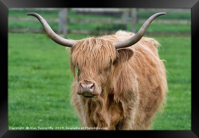 highland cattle Framed Print by Alan Tunnicliffe
