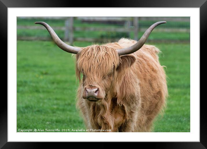 highland cattle Framed Mounted Print by Alan Tunnicliffe