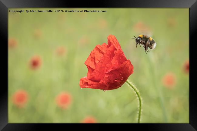 Bee and poppy flower Framed Print by Alan Tunnicliffe