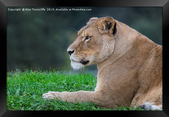 Lioness relaxing Framed Print by Alan Tunnicliffe