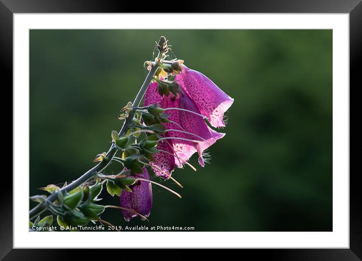 Foxglove Framed Mounted Print by Alan Tunnicliffe