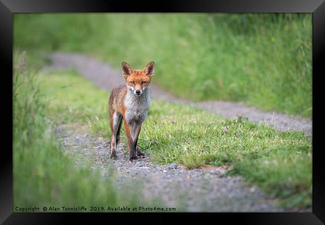 Red fox Framed Print by Alan Tunnicliffe