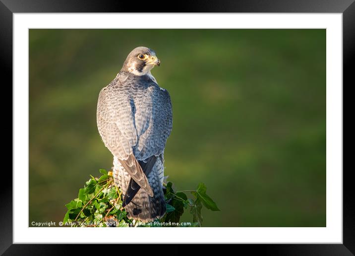 Peregrine falcon Framed Mounted Print by Alan Tunnicliffe