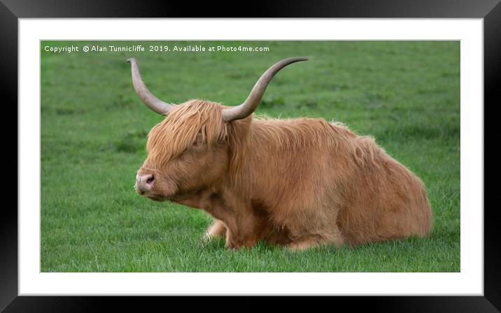 Highland cow Framed Mounted Print by Alan Tunnicliffe