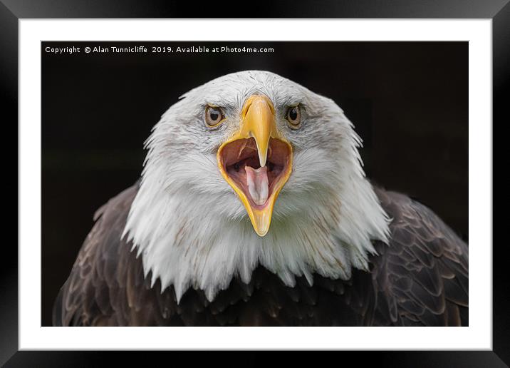 Bald Eagle Framed Mounted Print by Alan Tunnicliffe