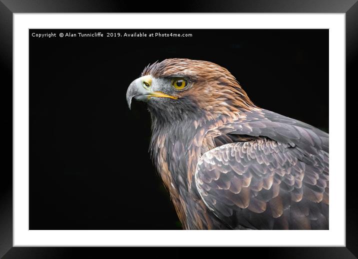 Golden Eagle Framed Mounted Print by Alan Tunnicliffe