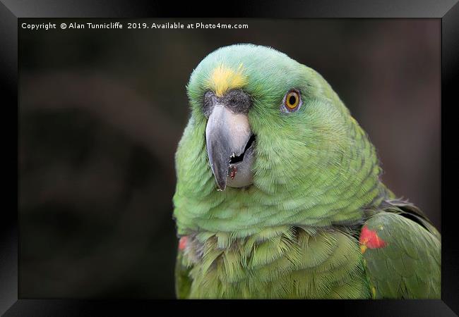 Yellow crowned amazon Framed Print by Alan Tunnicliffe