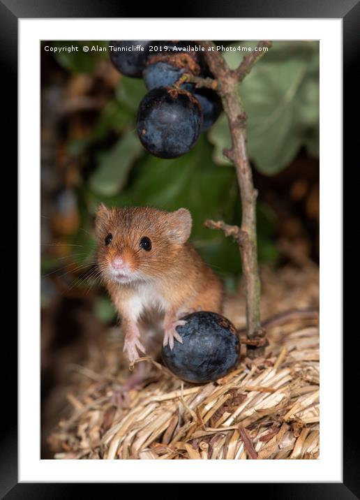 Harvest mouse with blueberries Framed Mounted Print by Alan Tunnicliffe