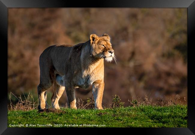 Lioness in the setting sun Framed Print by Alan Tunnicliffe